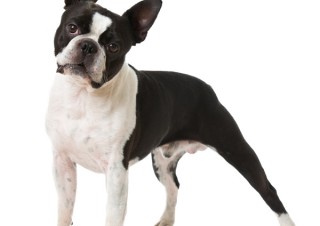 インターリンクが新しい都市名ドメイン「.boston」の一般登録受付を開始。「.nyc」「.paris」などの取り扱いも