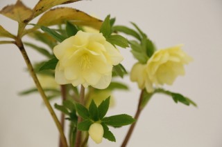 早春に咲く可憐な花の写真を募集する「クリスマスローズフォトコンテスト」がスタート