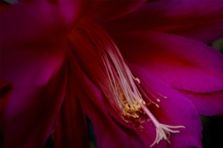 笠井爾示氏の新しい一面を楽しめる花の写真集の発売を記念した展覧会「Flowers」