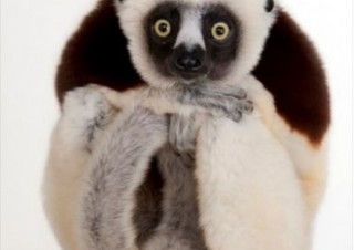 ナショナル・ジオグラフィックの協力のもとで開催される「写真と映像で知る絶滅危惧種の動物展」