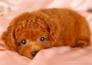 10万点超のトイプードルの子犬画像を商業利用可能なフリー画像として貸し出すサービスが開始