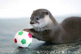 人気の“ちぃたん”も登場するカワウソだらけの写真展＆物販展「カワウソほんと展」が名古屋で開催