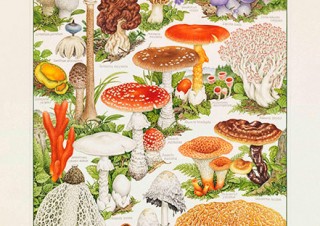 “きのこの肖像画”を描く小林路子氏の展覧会「菌類画の世界～きのこに会いにいきましょう！～」