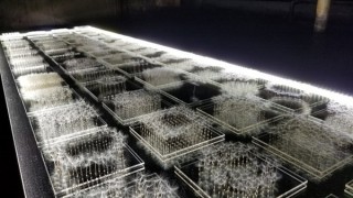 タンポポを建築物に見立てた作品を展示する青沼優介氏の個展「Poetic Structure/息を建てる」