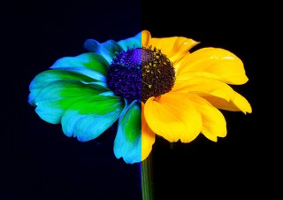 人とほかの動物たちの“色の世界”の違いをVRやアートを通じて体験できる「色覚を考える展」