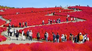 360度VR動画で春秋の絶景を堪能！丘が燃えるコキアや青く染めるネモフィラ