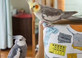 鳥たちの“一瞬の美しさ”をテーマにした作品を集めて展示する「鳥物語トリストーリー展」