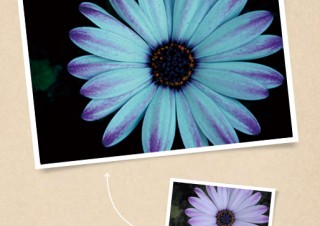 花に青味を加えることで、暗く神秘的な印象にする - ともかくカッコイイ写真に仕上げたい！