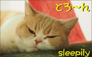 怒り顔の猫 小雪のフォトコラム-目次1