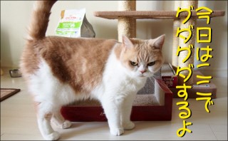 怒り顔の猫・小雪のフォトコラム-目次3