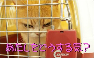 怒り顔の猫・小雪のフォトコラム-目次2