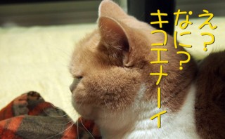 怒り顔の猫・小雪のフォトコラム-目次-4