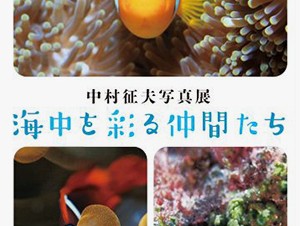 水中写真家の中村征夫氏による“命の輝きや美しさ”に出会える写真展「海中を彩る仲間たち」