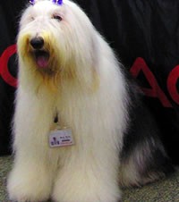 オラクル社員犬「ウェンディ」死去 Twitterではお悔やみも