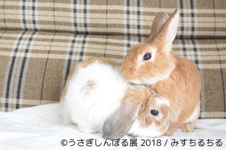 5円玉より小さなミニチュアうさぎ作品も展示予定の「うさぎしんぼる展」