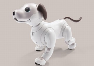 会社に1匹ロボット犬aiboはいかが？法人向け購入プランが11月20日スタート