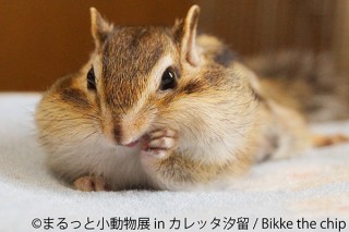 小動物に特化した人気の合同写真＆物販展「まるっと小動物展 in カレッタ汐留」