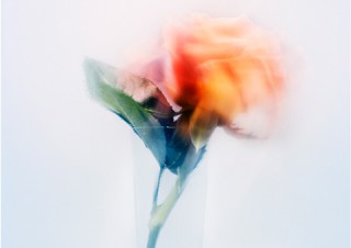 アマナの専属フォトグラファーの宇禄氏による花の写真の展覧会「かさね」