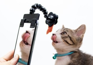 ペットが夢中になる！ かわいい姿をアップで撮影できる！「ペット自撮りスティック」発売