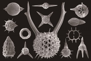 不思議な骨格の生物「放散虫」を電子顕微鏡での撮影写真で紹介する展覧会が開催中
