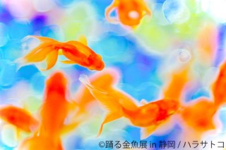 金魚の妖艶な美しさを切り取った作品が集まる「踊る金魚展」が静岡で初開催