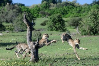 厳しくも美しい大自然に生きる野生動物の輝きが撮影された山形豪氏の写真展「SAFARI」
