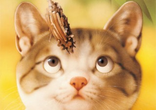 小学館の“ビッグコミックオリジナル”の表紙絵の掲載40周年を記念した「村松誠 犬猫イラスト展」