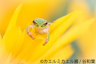 美しいカエルの世界観で会場が埋め尽くされる合同写真展＆物販展「カエルミカエル展」