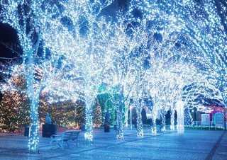 室内照明を利用して壁面に表現された巨大ツリーも登場する「京セラ本社イルミネーション2019」