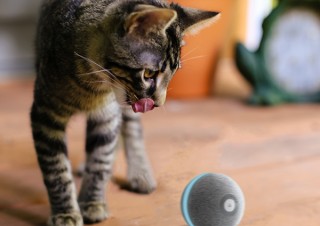ヴィンテージクール、猫専用のおもちゃ自動ボールWicked Ballを発表