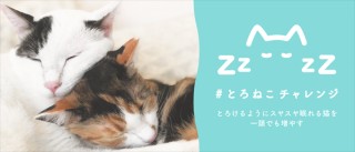 殺処分される3万頭の猫たちを救う「#とろねこチャレンジ」プロジェクト始動