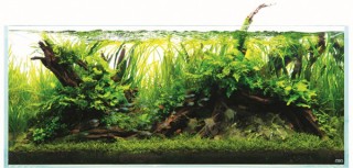 自然の美しさと仕組みが再現された水景の魅力を紹介する「NATURE AQUARIUM 生きたアート展」