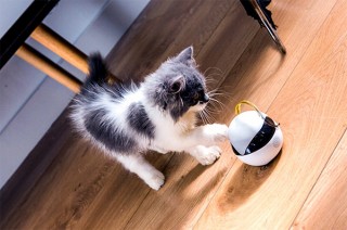 FAG、アプリで飼い猫の様子を確認できる猫用スマートロボEboの先行販売を開始