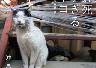 5万部突破のベストセラー写真集がオリジナルグッズに！「必死すぎるネコ」雑貨の販売開始