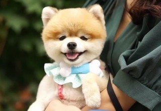 犬の心を落ち着かせることができる、犬用音楽プレイヤー「PEPPI3」正式販売開始