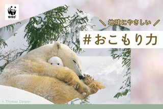 おこもり上手な動物から学ぶ「#おこもり力」をWWFジャパンが発信