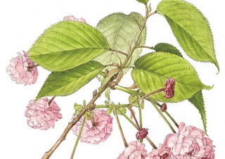 開催中止となった「ボタニカルアートで楽しむ日本の桜 －太田洋愛原画展－」の展示紹介動画が公開