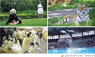アドベンチャーワールド、ダイナミックな動物たちの動画をWebミーティング背景用として公開