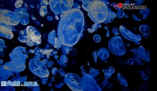 自宅にいながら全国8カ所の水族館を楽しめる「水族館オンライン配信」プロジェクトが始動