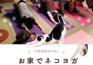 楽しく運動不足解消！ ネコを愛で放題のヨガ教室「オンラインネコヨガ」開講