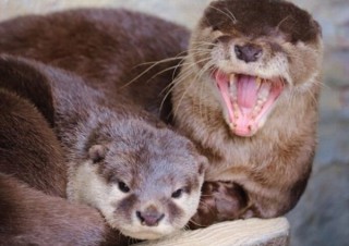 Twitterで人気の桂浜水族館が、カワウソ登場の「オンライン水族館」を出展