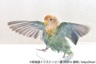 鳥の“一瞬の美しさ”をテーマにした合同写真展＆物販展「鳥物語トリストーリー展 2020」