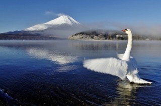 富士山と自然が綾なす姿をとらえた作品を楽しめる稲積修氏の写真展「忙中富士」