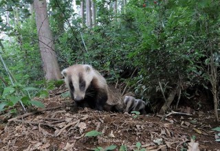 5年にわたって撮影してきたアナグマの姿が公開される亀井拓也氏の写真展「アナグマの森」