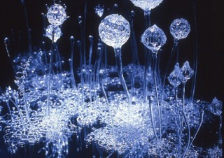 人間と自然との関係性を問い直す「生命の庭 8人の現代作家が見つけた小宇宙」展