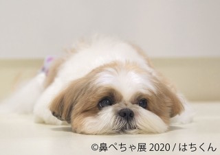 短頭種の犬をテーマにした人気の合同写真展＆物販展「鼻ぺちゃ展」が3都市で順次開催