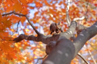 第38回「日本の自然」写真コンテストがプリント部門とデジタル部門で作品の募集を開始