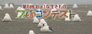 身近な自然で見つけた感動の写真とエピソードの募集「第6回 わぉ！な生きものフォトコンテスト