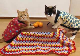 和歌山みかん5kg入り、猫専用こたつ付きみかん「猫と、こたつと、思い出みかん」が発売