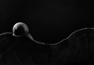 タムロンが「第17回 タムロン・マクロレンズフォトコンテスト」の審査結果を発表